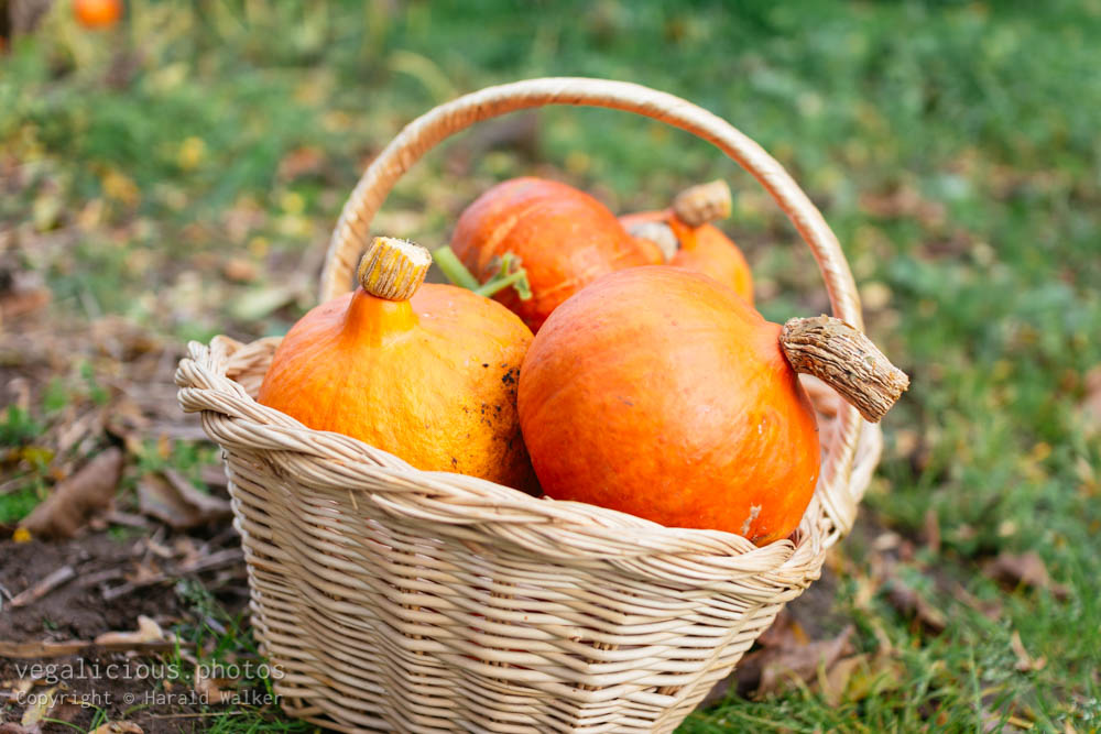 Stock photo of Harvested red kuri squash