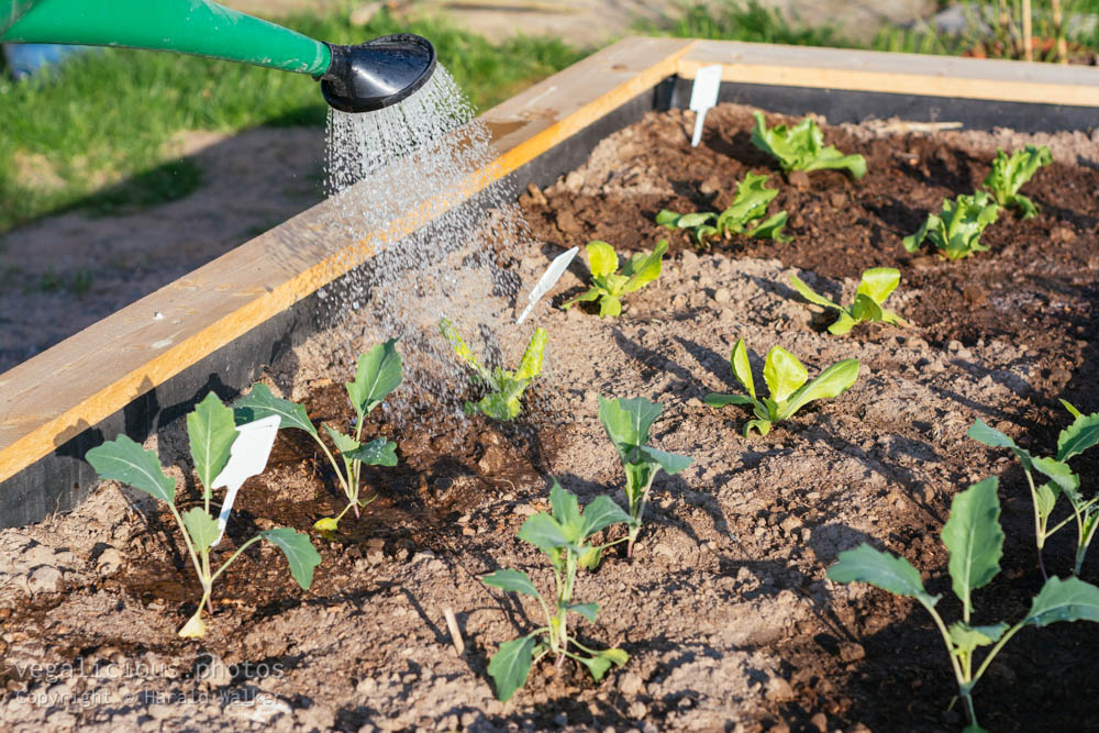 Stock photo of Watering plants in raised bed