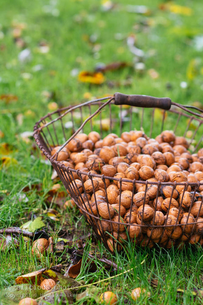 Stock photo of Walnut harvest