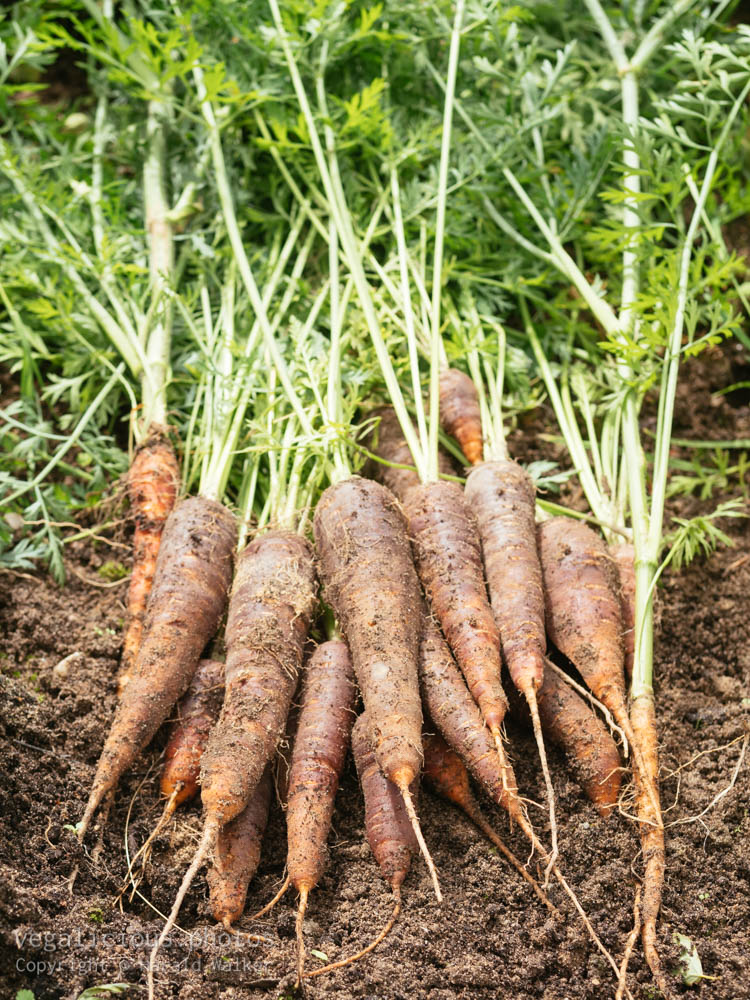 Stock photo of Freshly harvested purple carrots