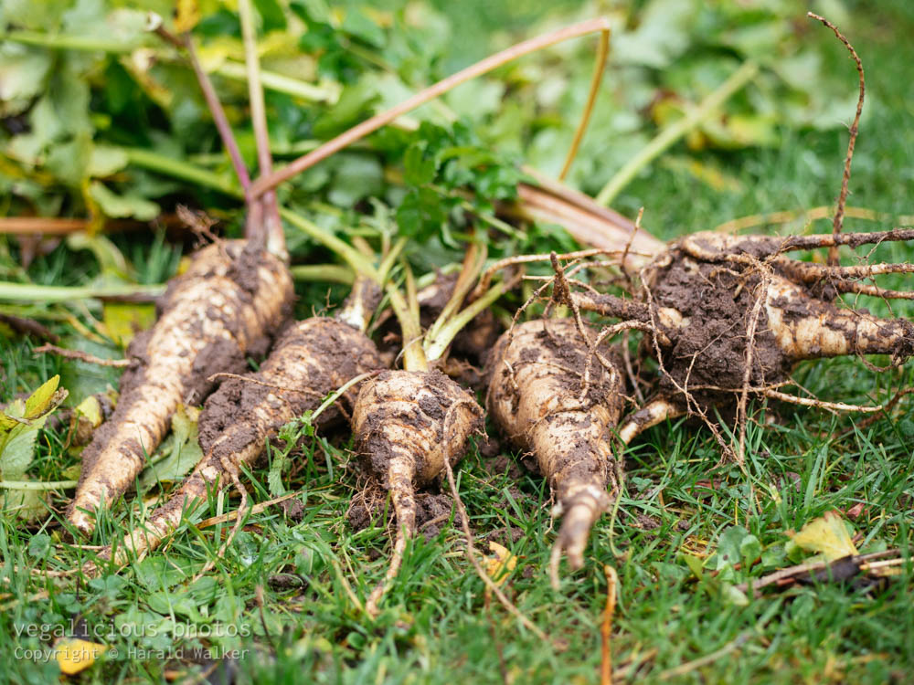 Stock photo of Fresh parsnip