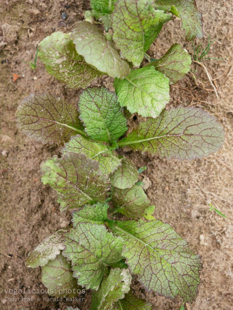 Stock photo of Chinese Red Giant leaf mustard