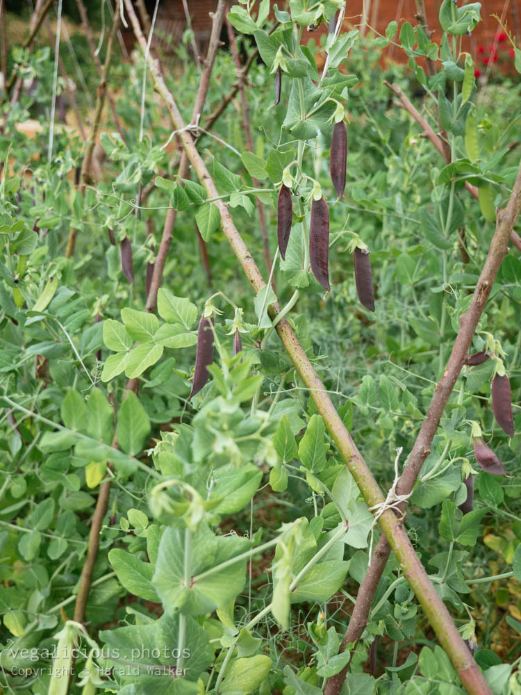 Stock photo of Purple Podded Peas
