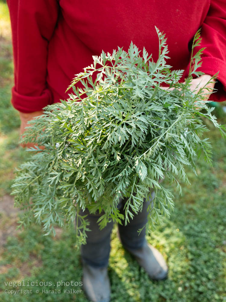 Stock photo of Gardener with carrot greens