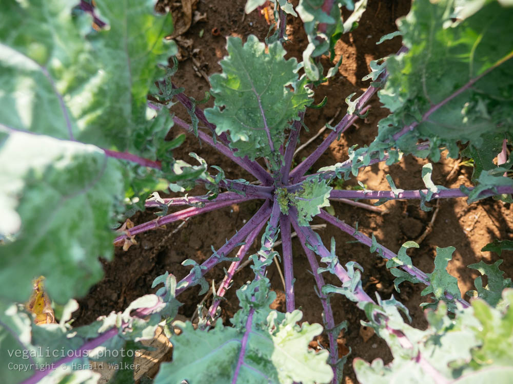 Stock photo of Red Russian Kale
