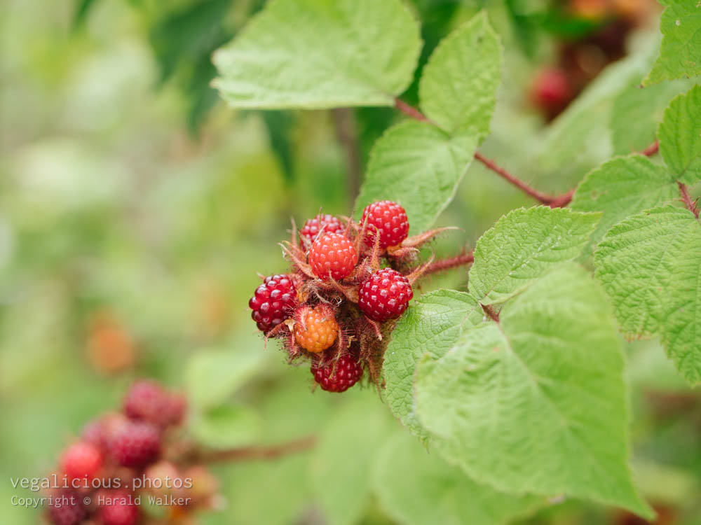 Stock photo of Japanese Wineberries