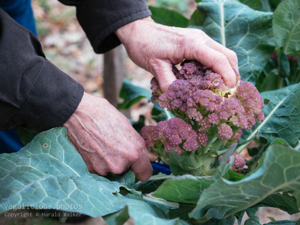 Stock photo of Purple Sprouting Broccoli