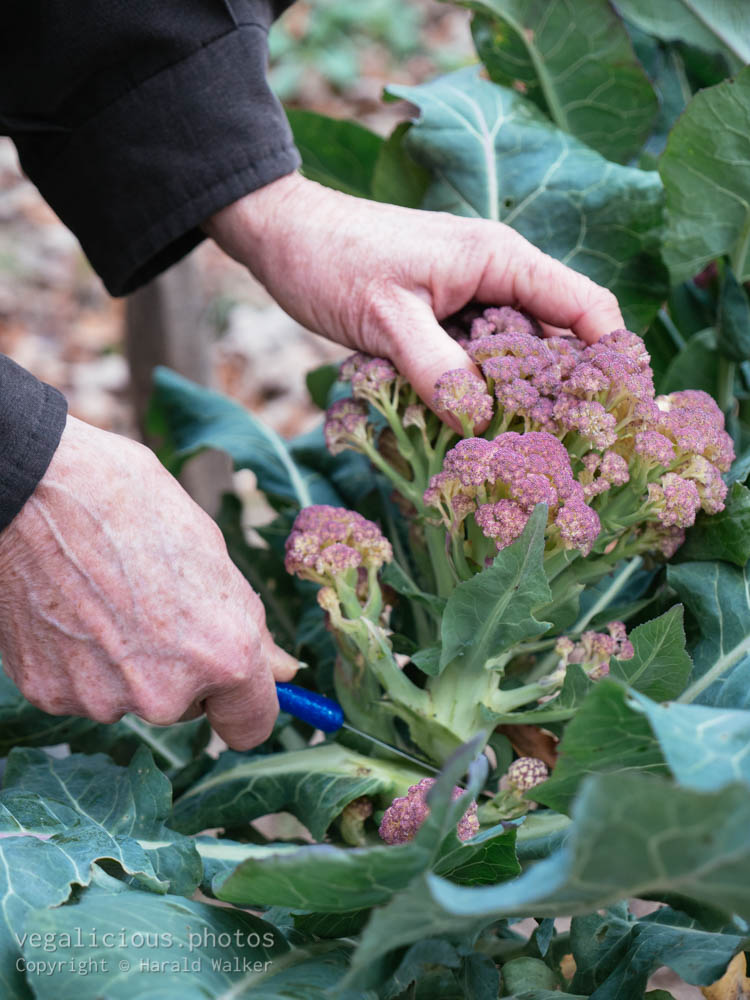 Stock photo of Purple Sprouting Broccoli