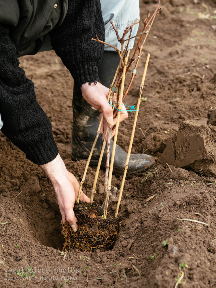 Stock photo of Planting grapevines