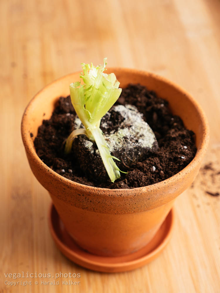 Stock photo of Lettuce scraps