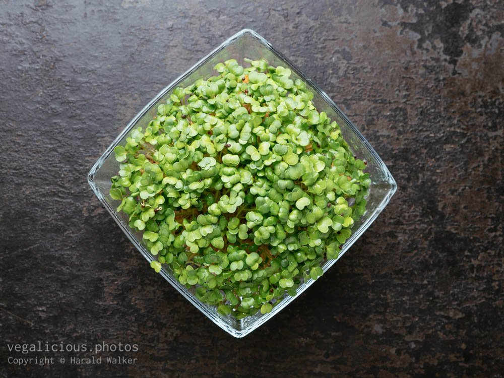 Stock photo of Broccoli Raab (Brassica rapa var. cymosa) sprouts