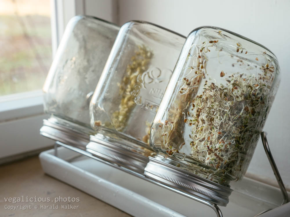 Stock photo of Sprouting jars