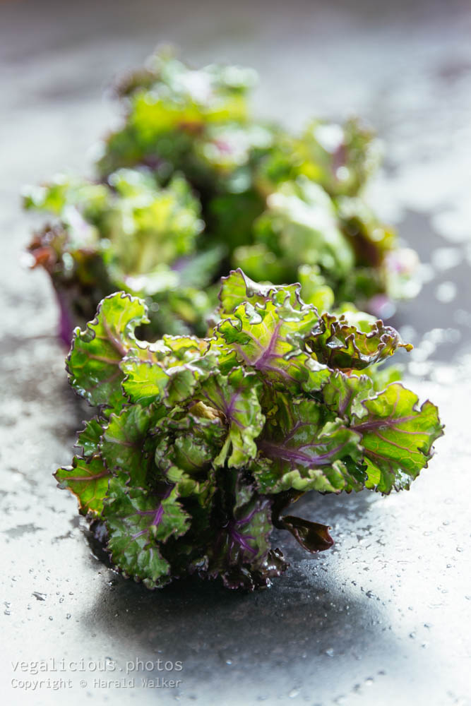 Stock photo of Washed Kale-Sprouts