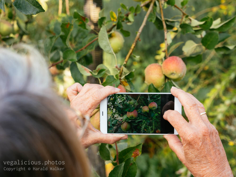 Stock photo of Taking a photo of apples