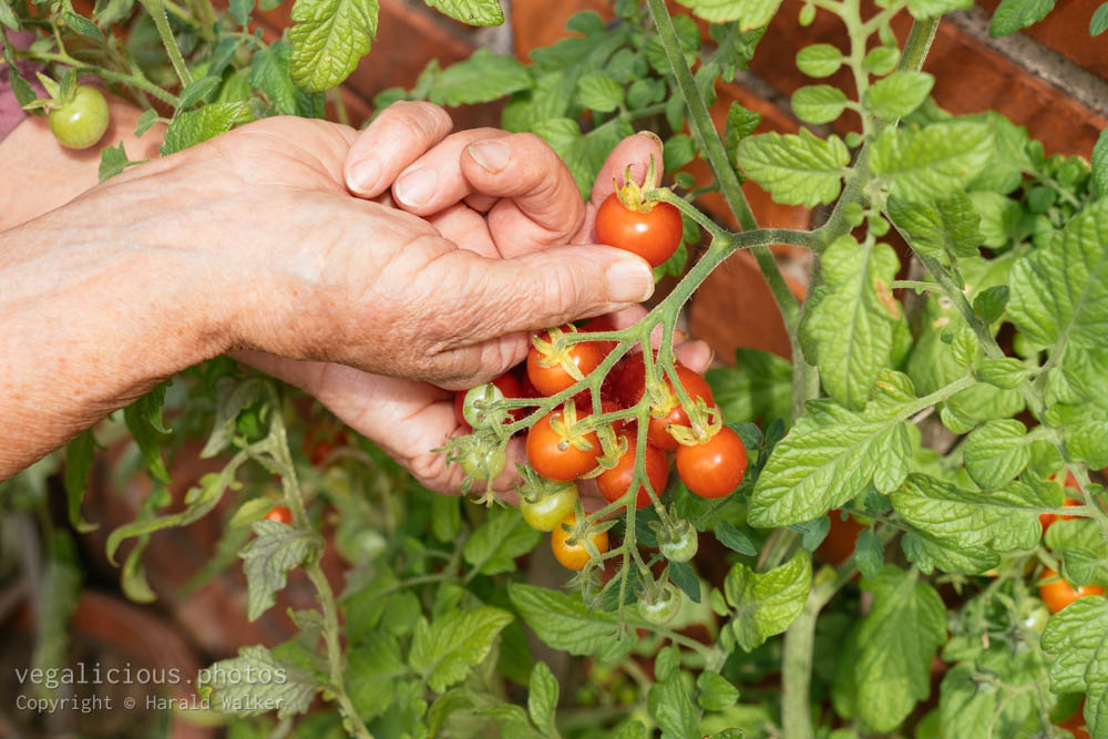 Stock photo of Harvesting ripe cherry tomatoes