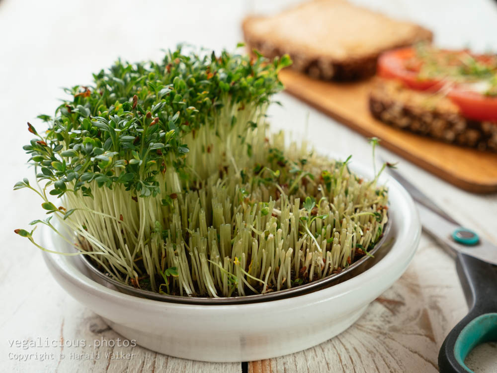 Stock photo of Sprouting dish with cress