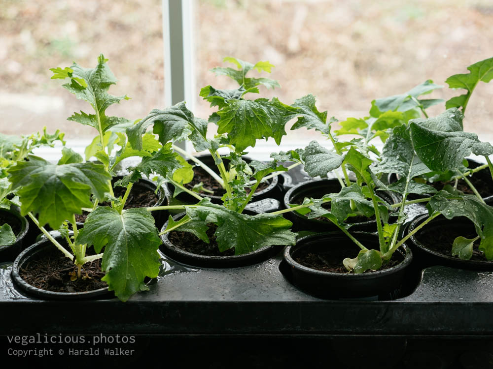 Stock photo of Brassica seedlings