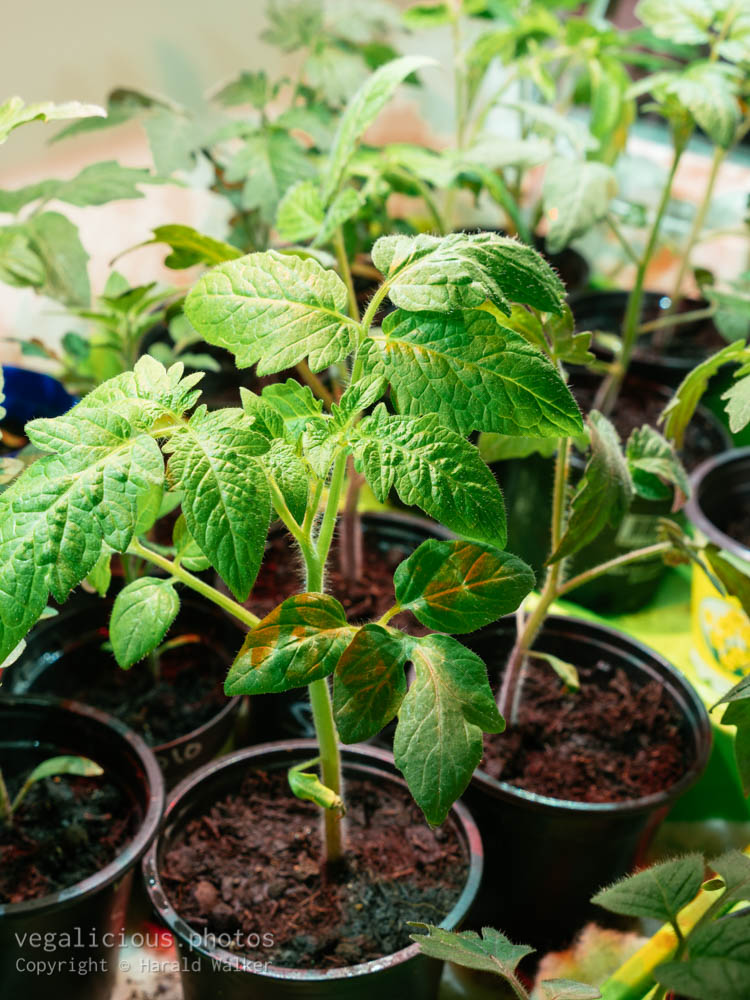 Stock photo of Tomato seedlings indoors