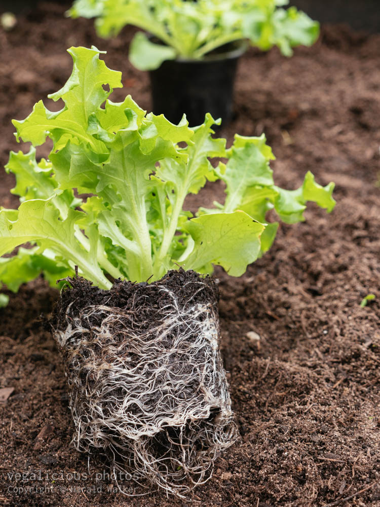 Stock photo of Curled lettuce seedling
