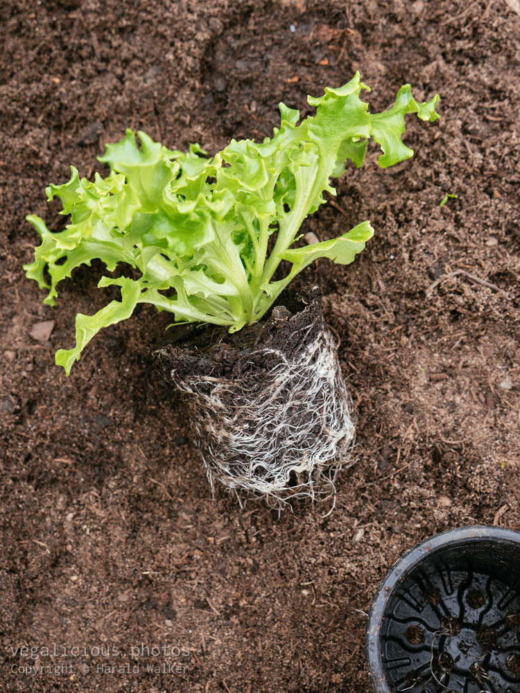 Stock photo of Curled lettuce seedling