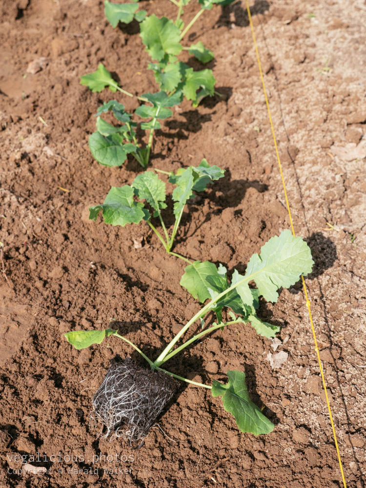Stock photo of Planting Siberian kale
