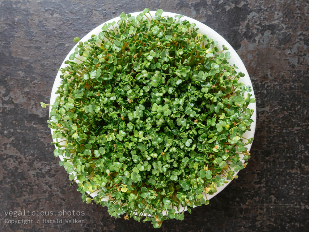 Stock photo of Fresh arugula sprouts