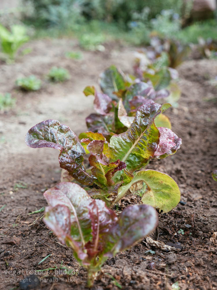 Stock photo of Leaf lettuce ‘American Brown’