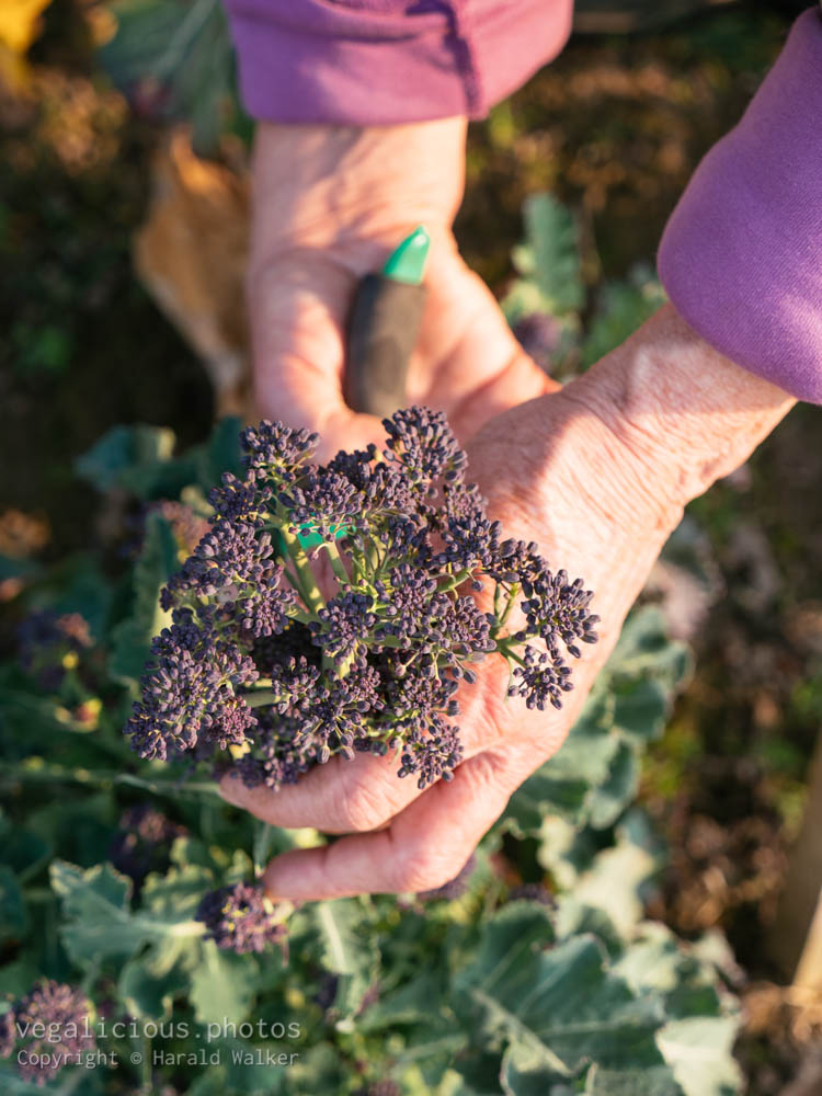Stock photo of Harvesting Early Purple Sprouting Broccoli