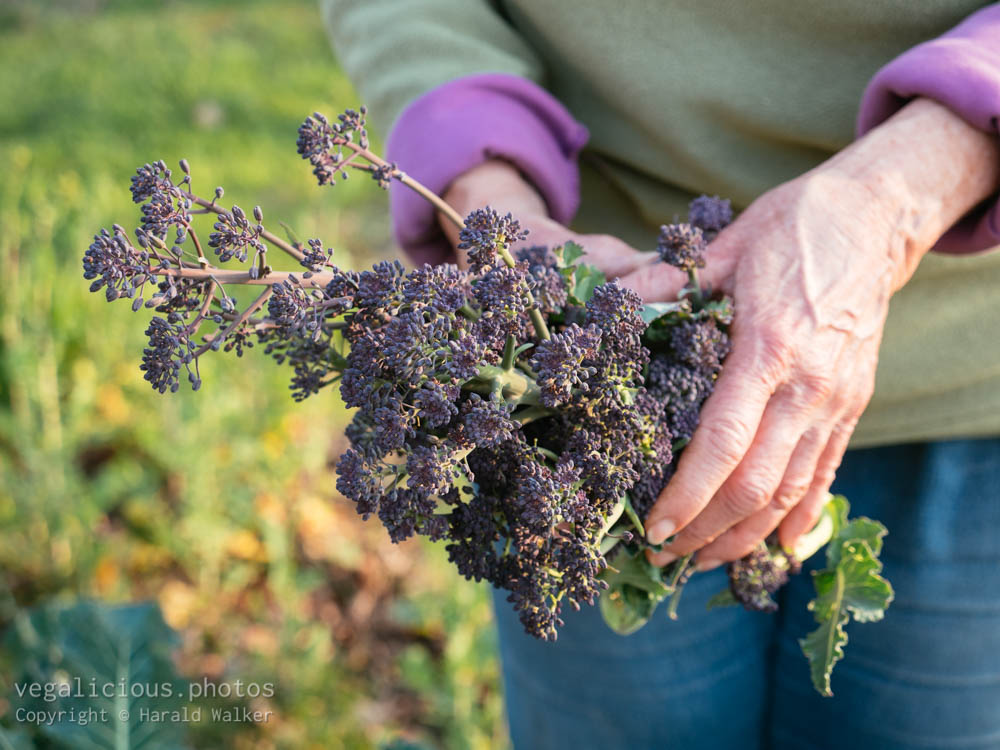 Stock photo of Harvesting Early Purple Sprouting Broccoli
