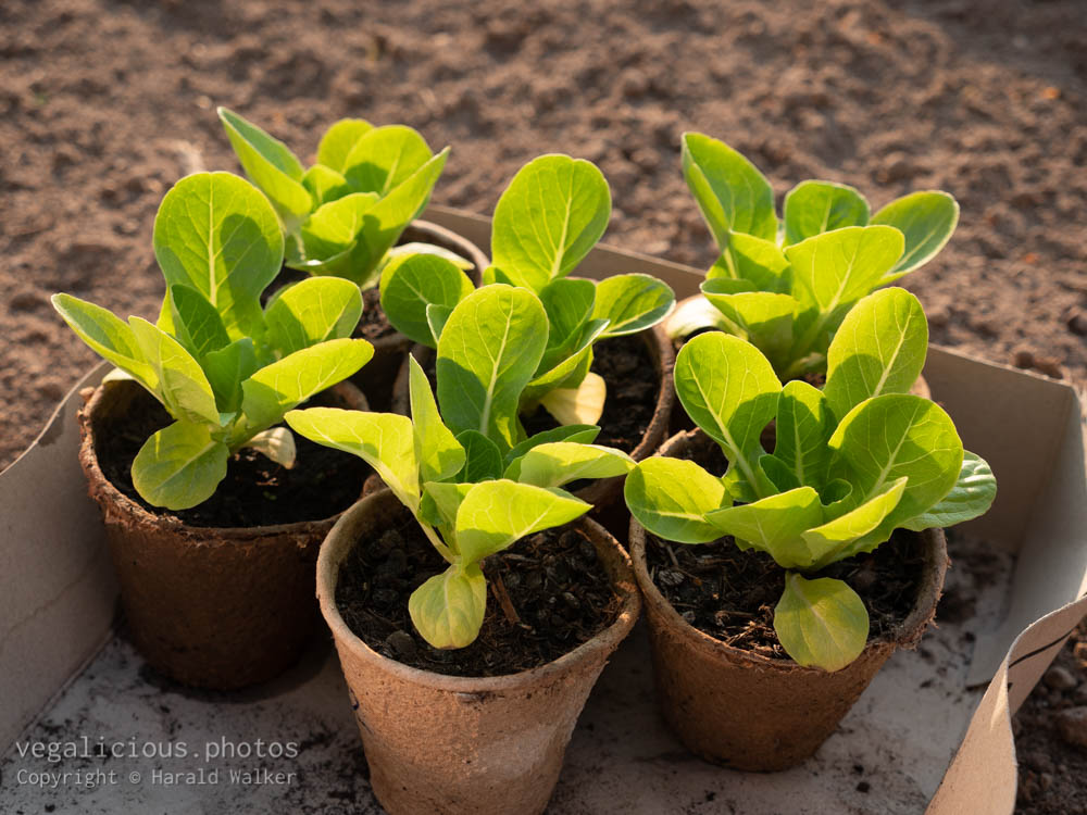 Stock photo of Romaine lettuce seedlings