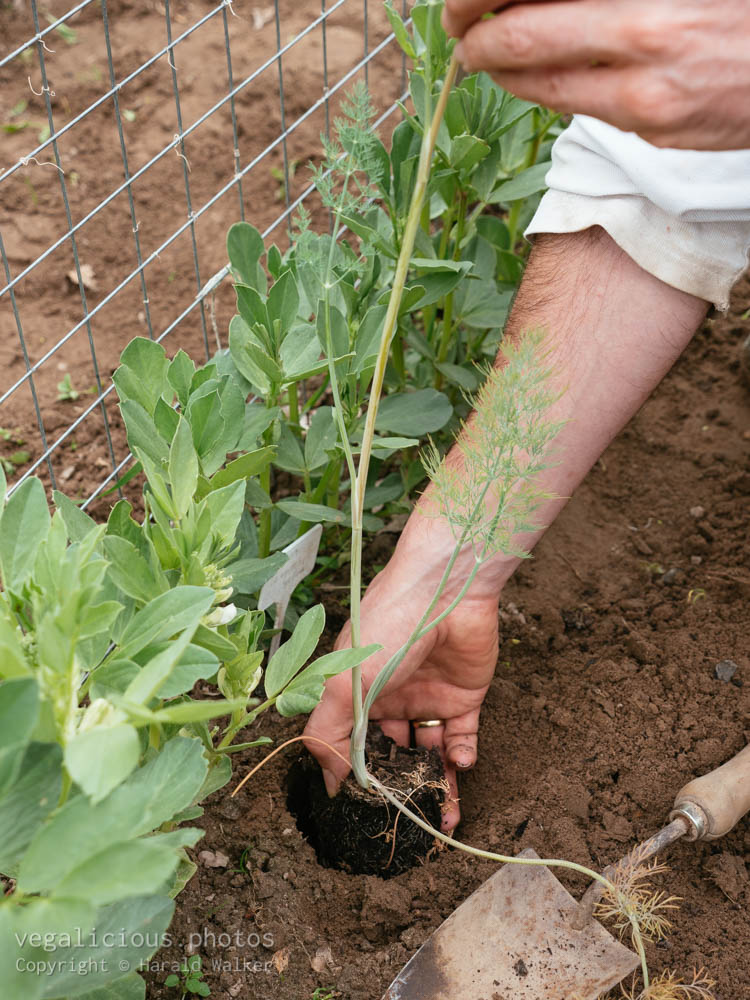 Stock photo of Gardener planting dill