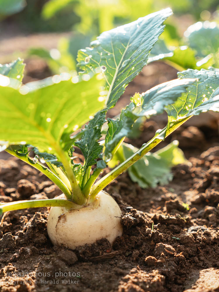Stock photo of May turnip