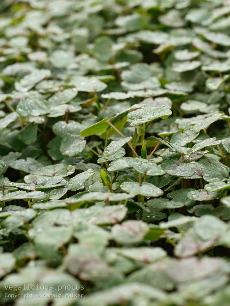 Stock photo of Buckwheat plants