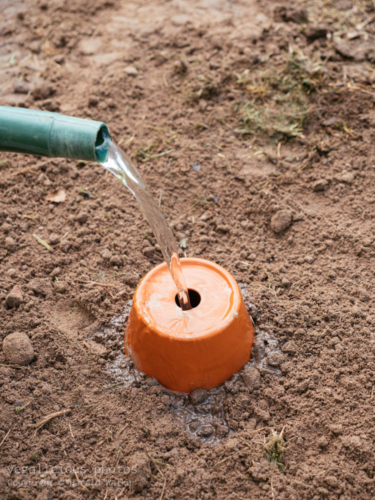 Stock photo of Clay Pot Irrigation System