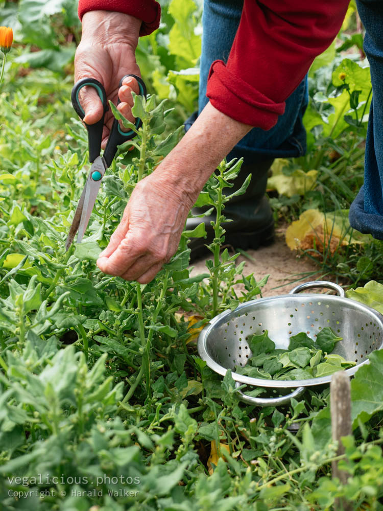 Stock photo of Harvesting spinach