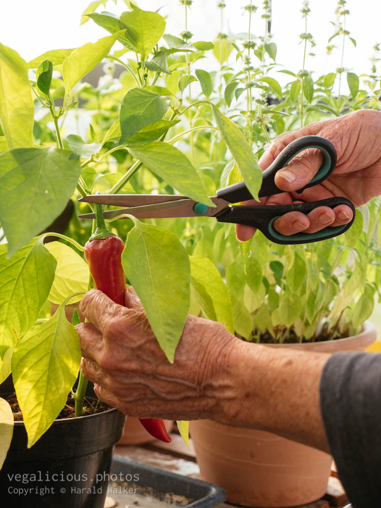 Stock photo of Harvesting a pepper