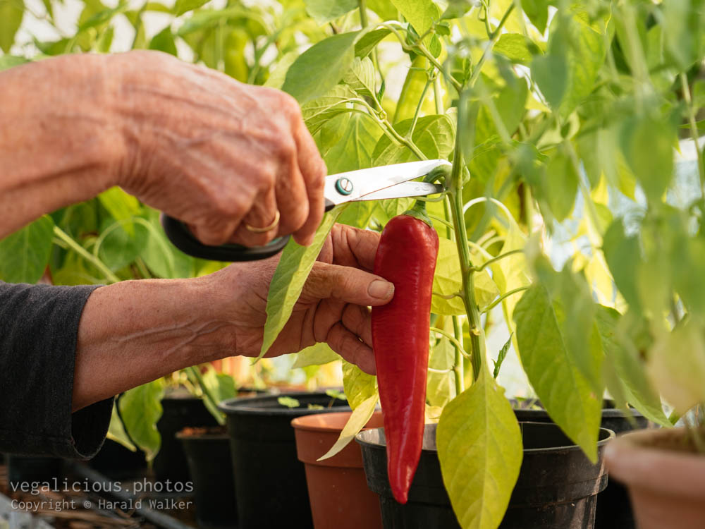 Stock photo of Harvesting a pepper