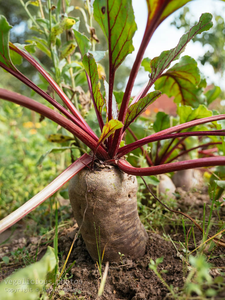 Stock photo of Beetroot