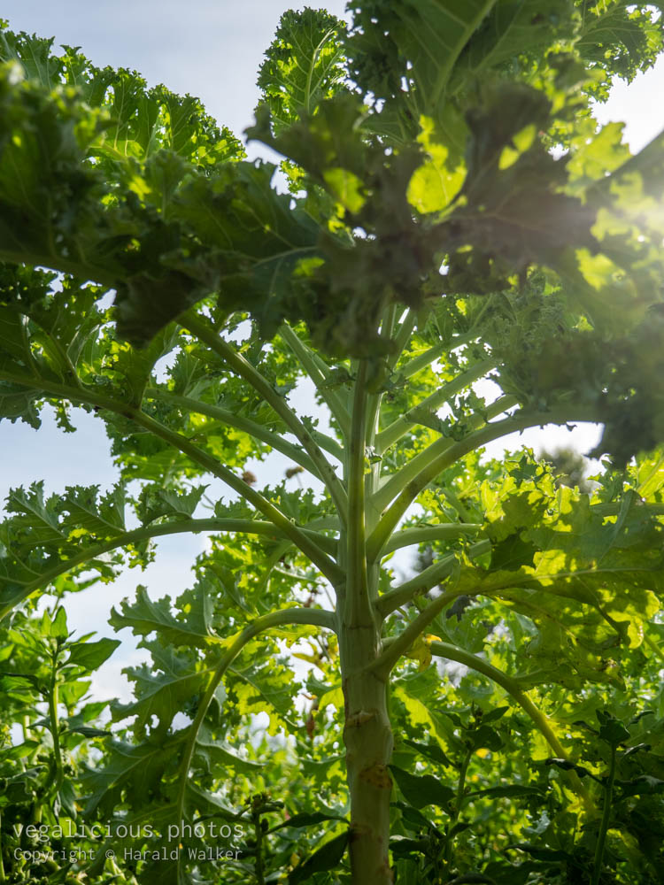 Stock photo of Growing kale