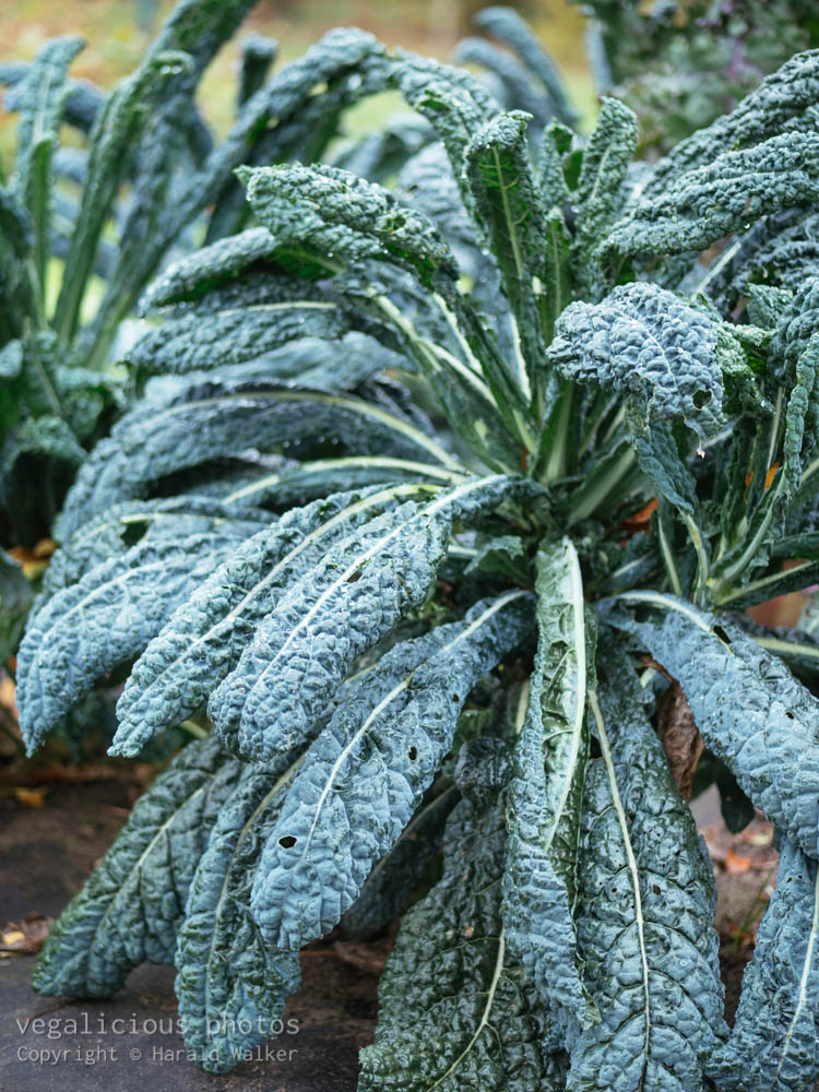 Stock photo of Kale ‘Nero di Toscana’