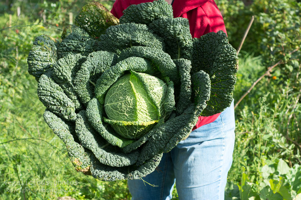 Stock photo of Large savoy cabbage