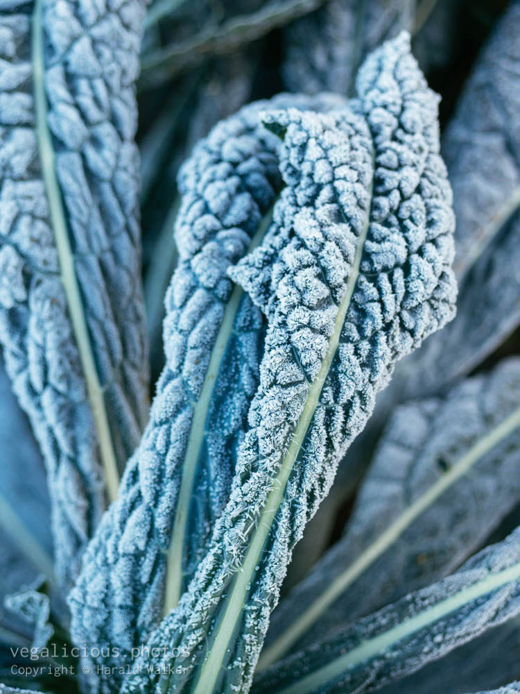 Stock photo of Kale Nero Di Toscana