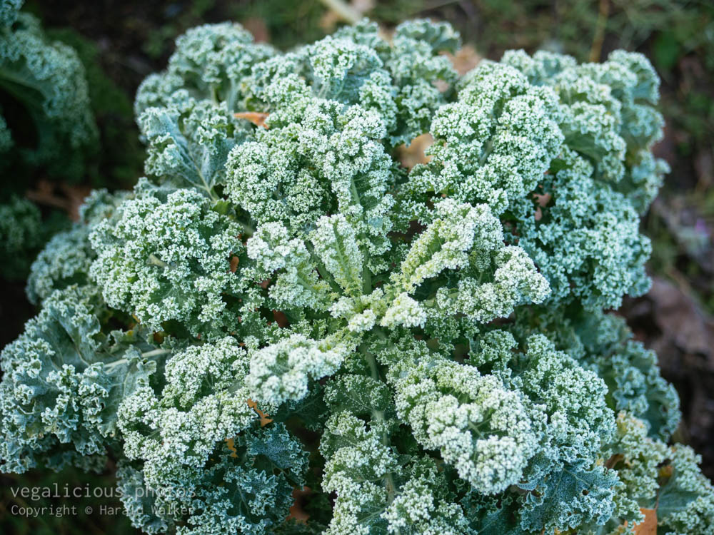 Stock photo of Kale with frost