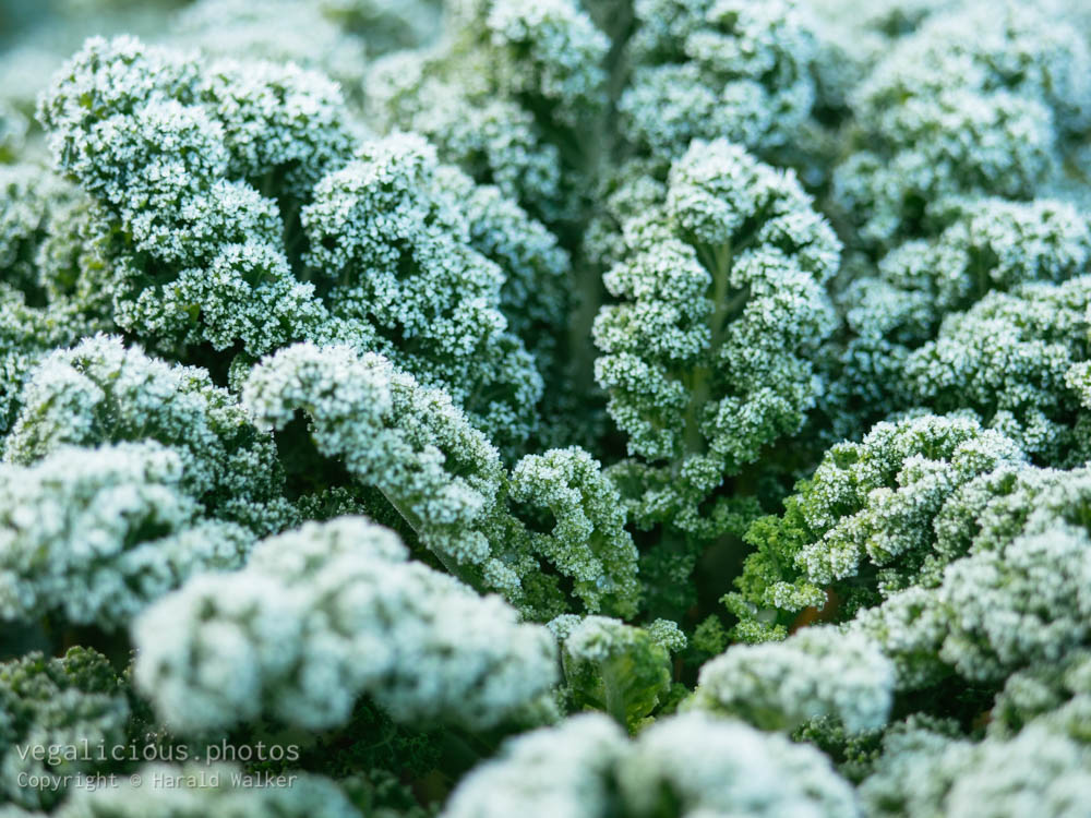 Stock photo of Kale with frost