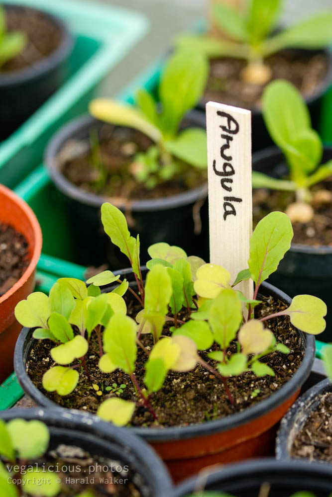 Stock photo of Growing arugula