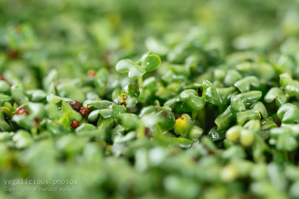 Stock photo of Mustard sprouts