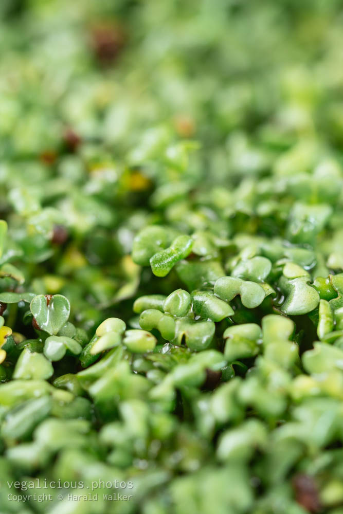 Stock photo of Mustard sprouts