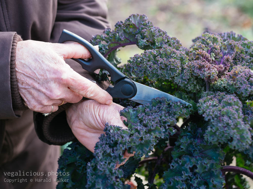 Stock photo of Harvesting Lippische Palme Kale