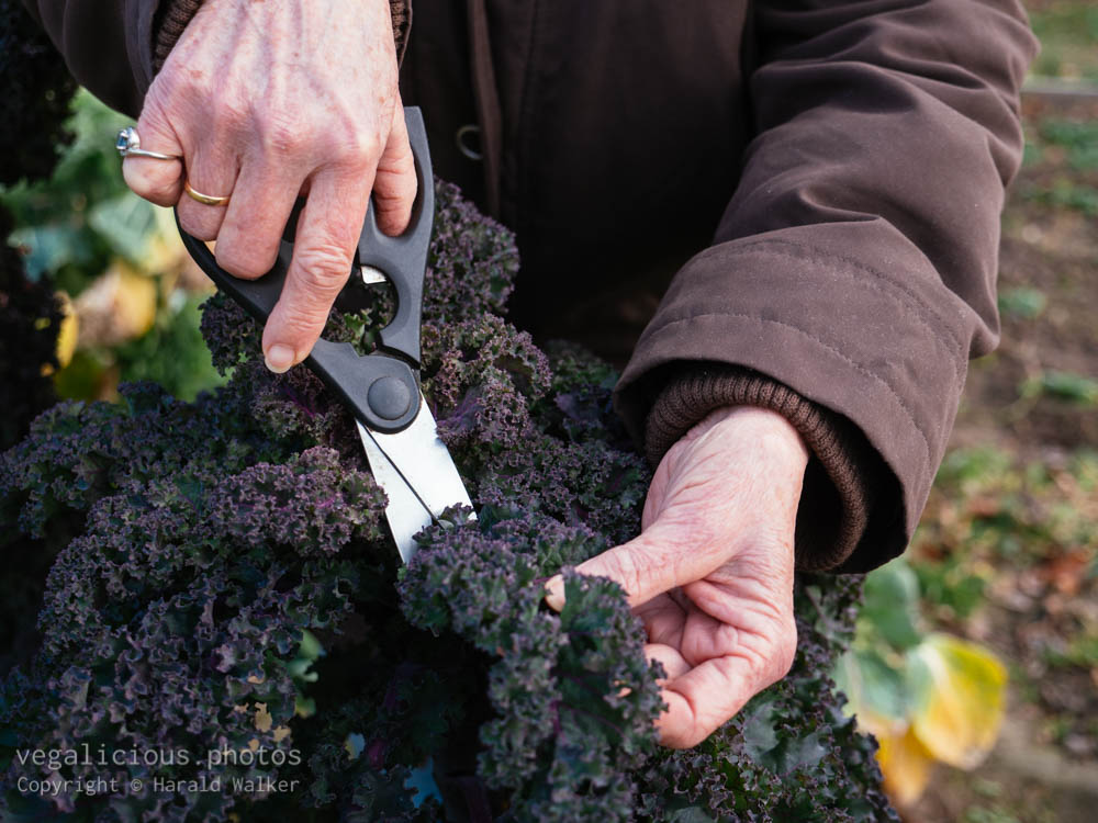 Stock photo of Harvesting Lippische Palme Kale