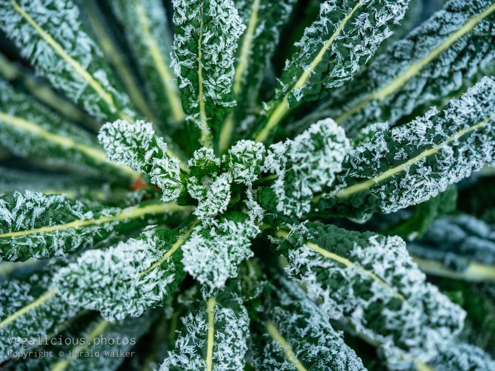 Stock photo of Nero Di Toscana with frost
